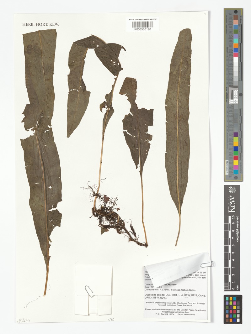 Microsorum rampans photo 3