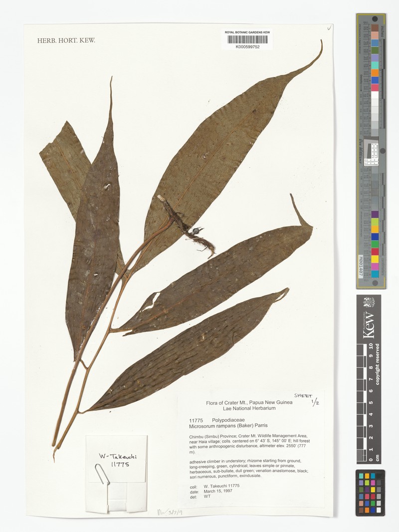 Microsorum rampans photo 4