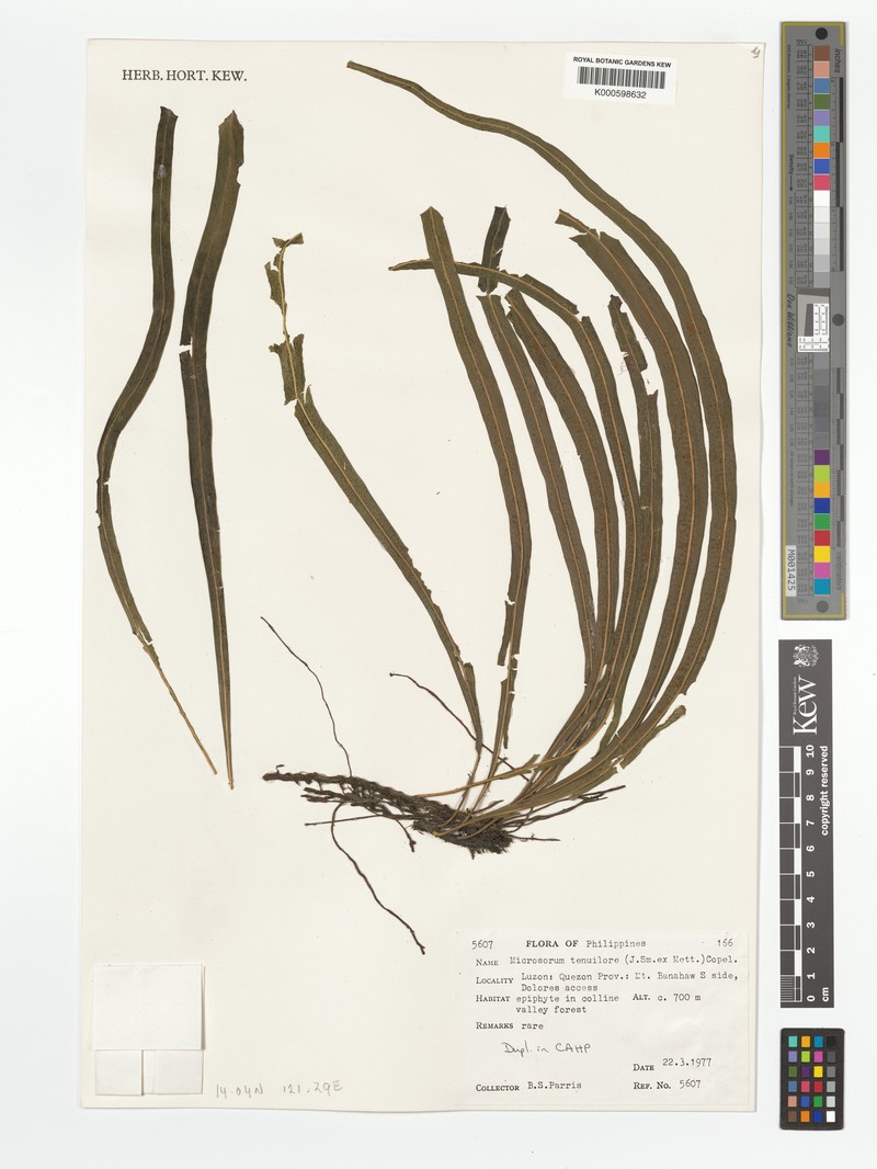 Microsorum samarense photo 2