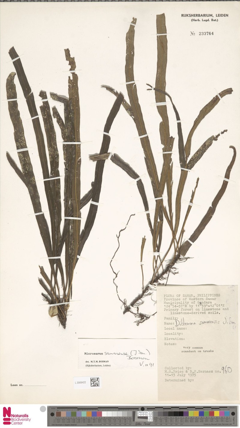 Microsorum samarense photo 3