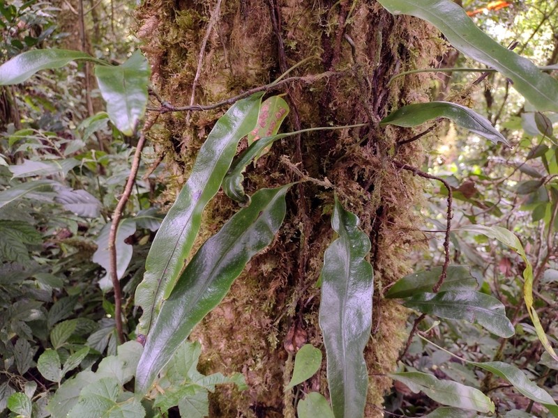 Microsorum sarawakense