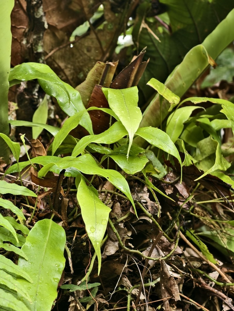 Microsorum sarawakense photo 2