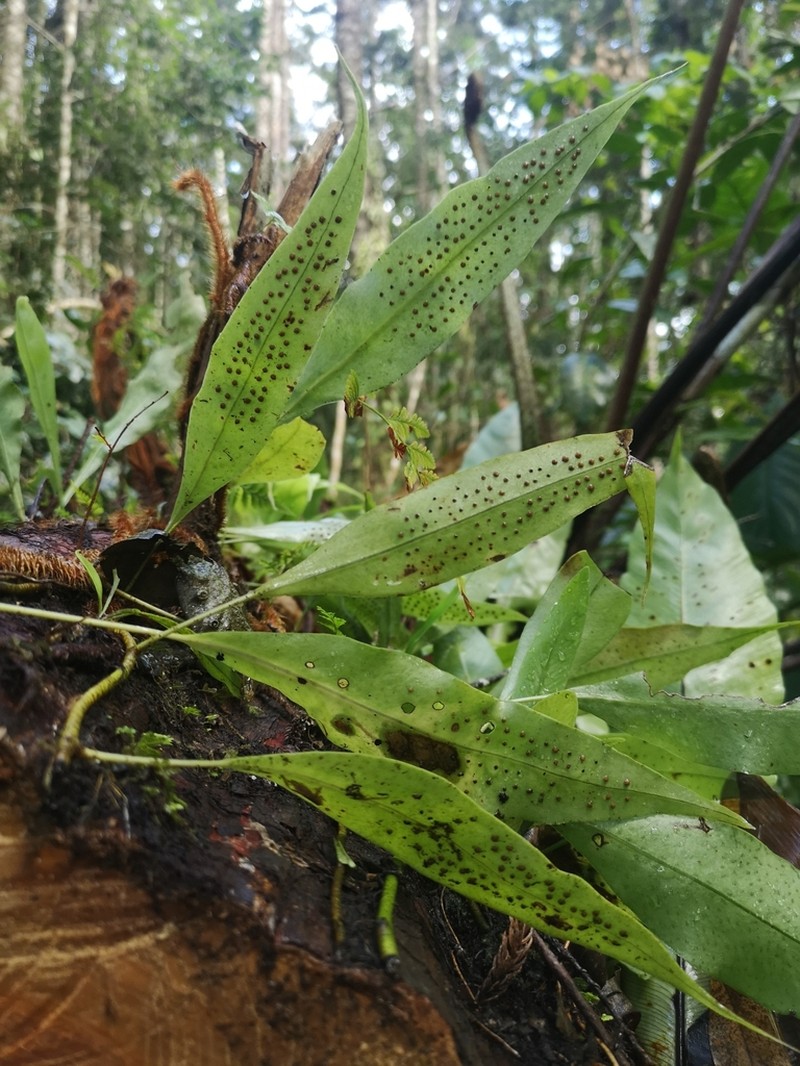 Microsorum sarawakense photo 3