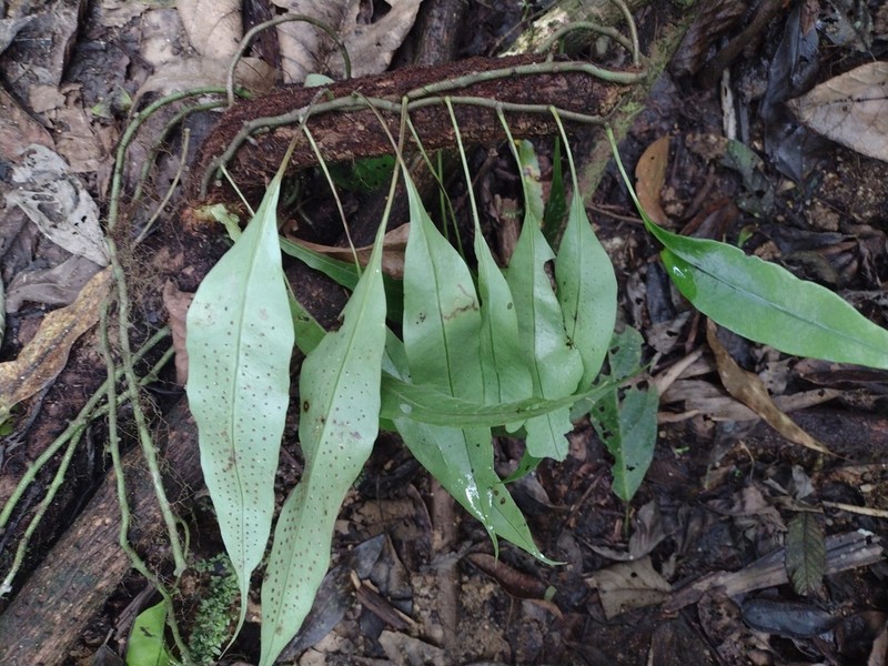 Microsorum sarawakense photo 4