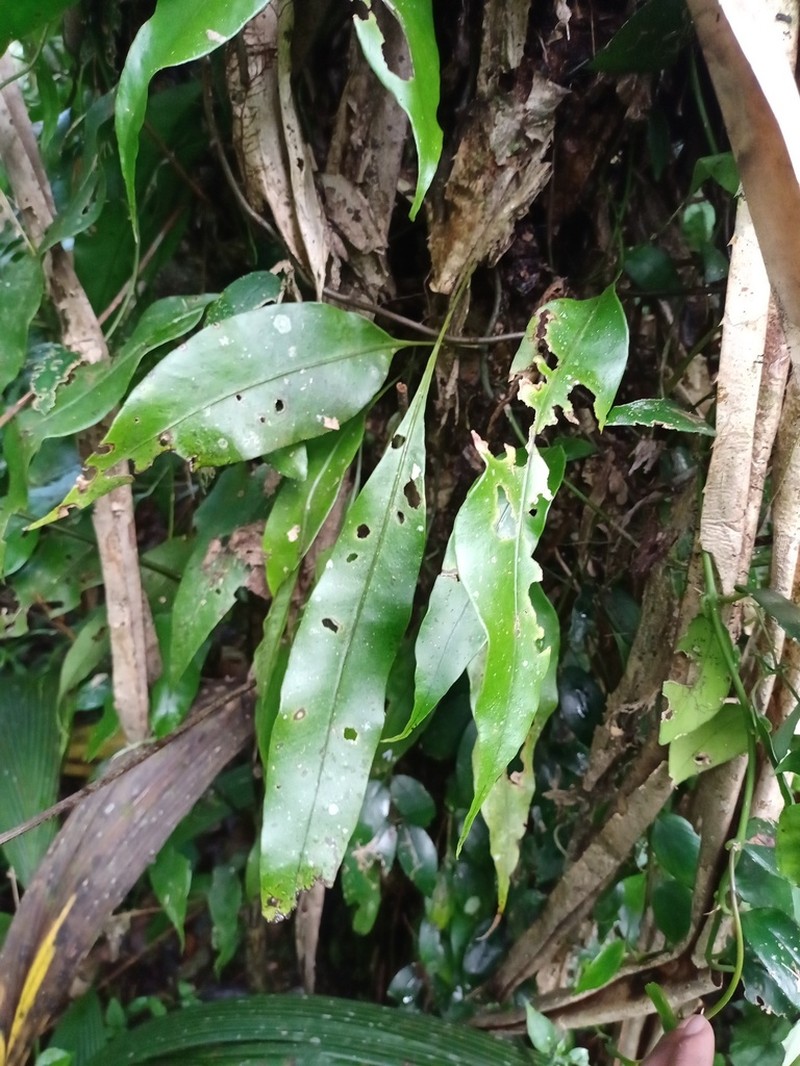 Microsorum sarawakense photo 5