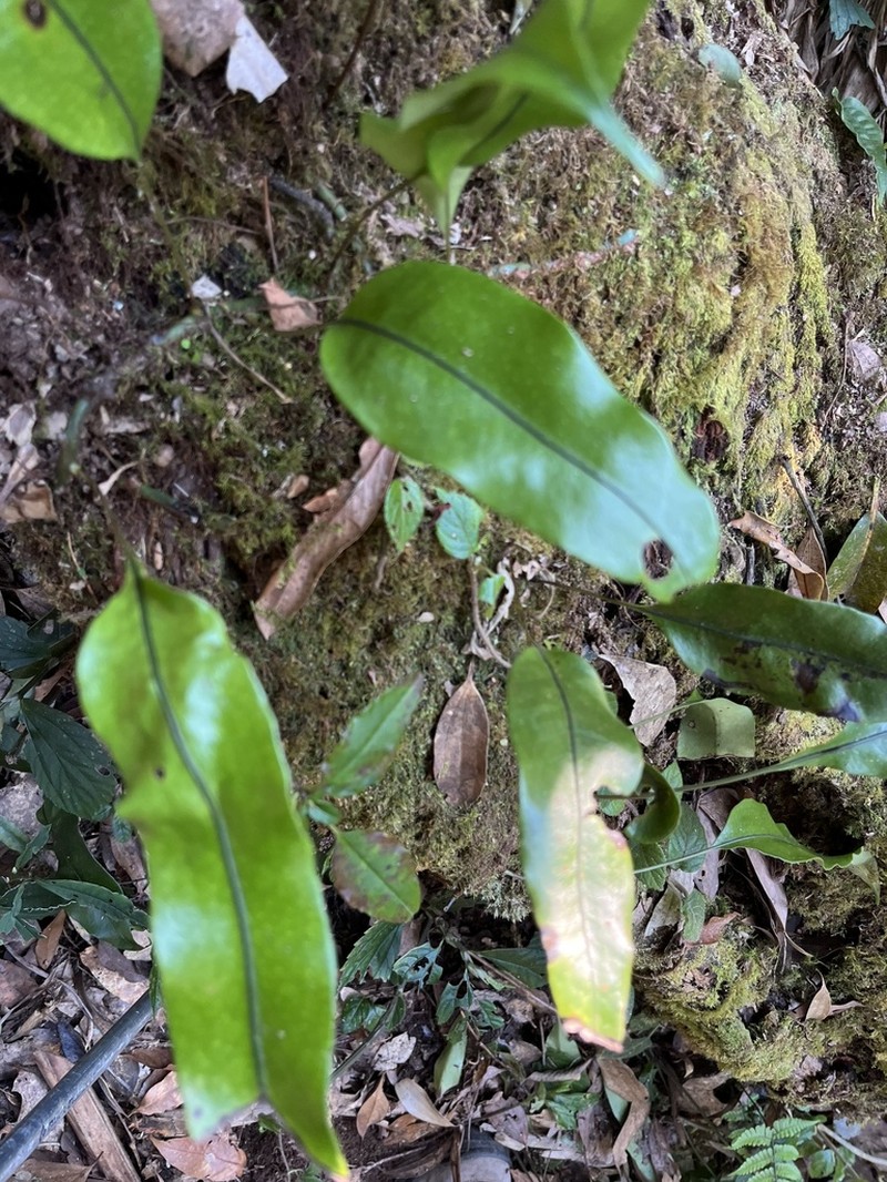 Microsorum sarawakense photo 6