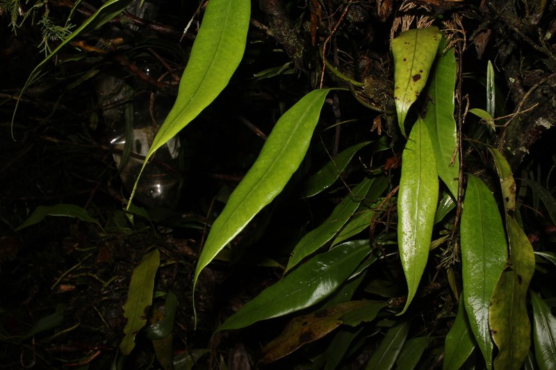 Microsorum sarawakense photo 7
