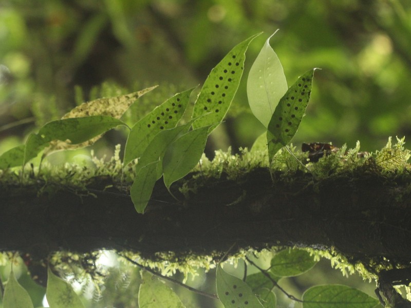 Microsorum sarawakense photo 8