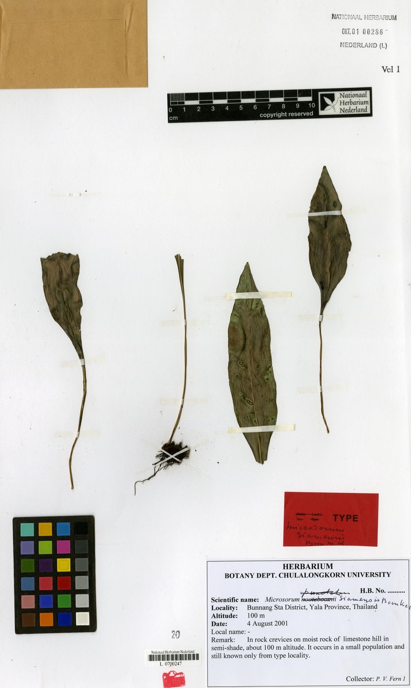 Microsorum siamense