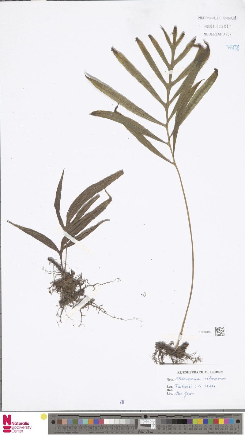 Microsorum sibomense