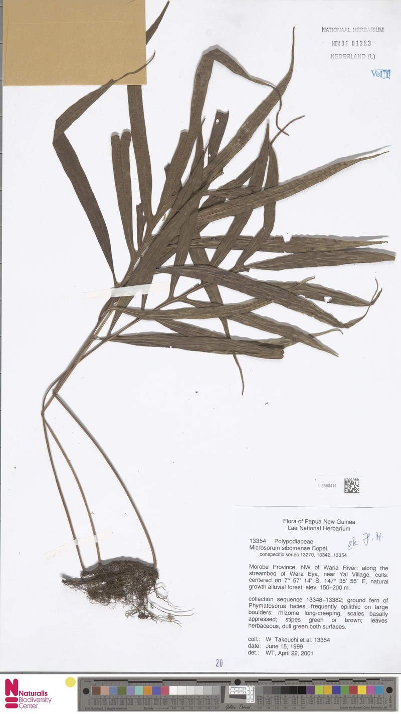 Microsorum sibomense photo 2