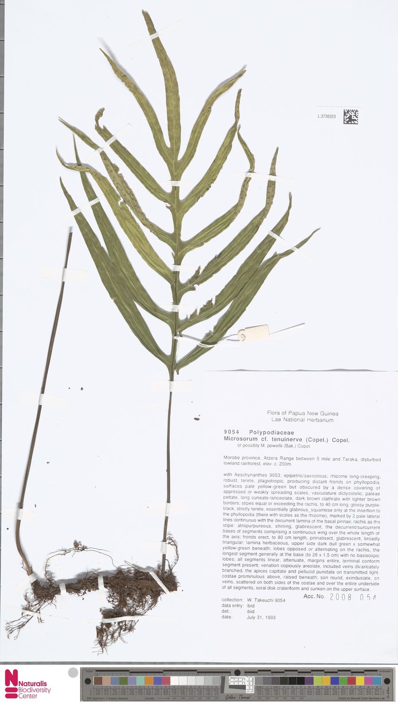 Microsorum sibomense photo 3