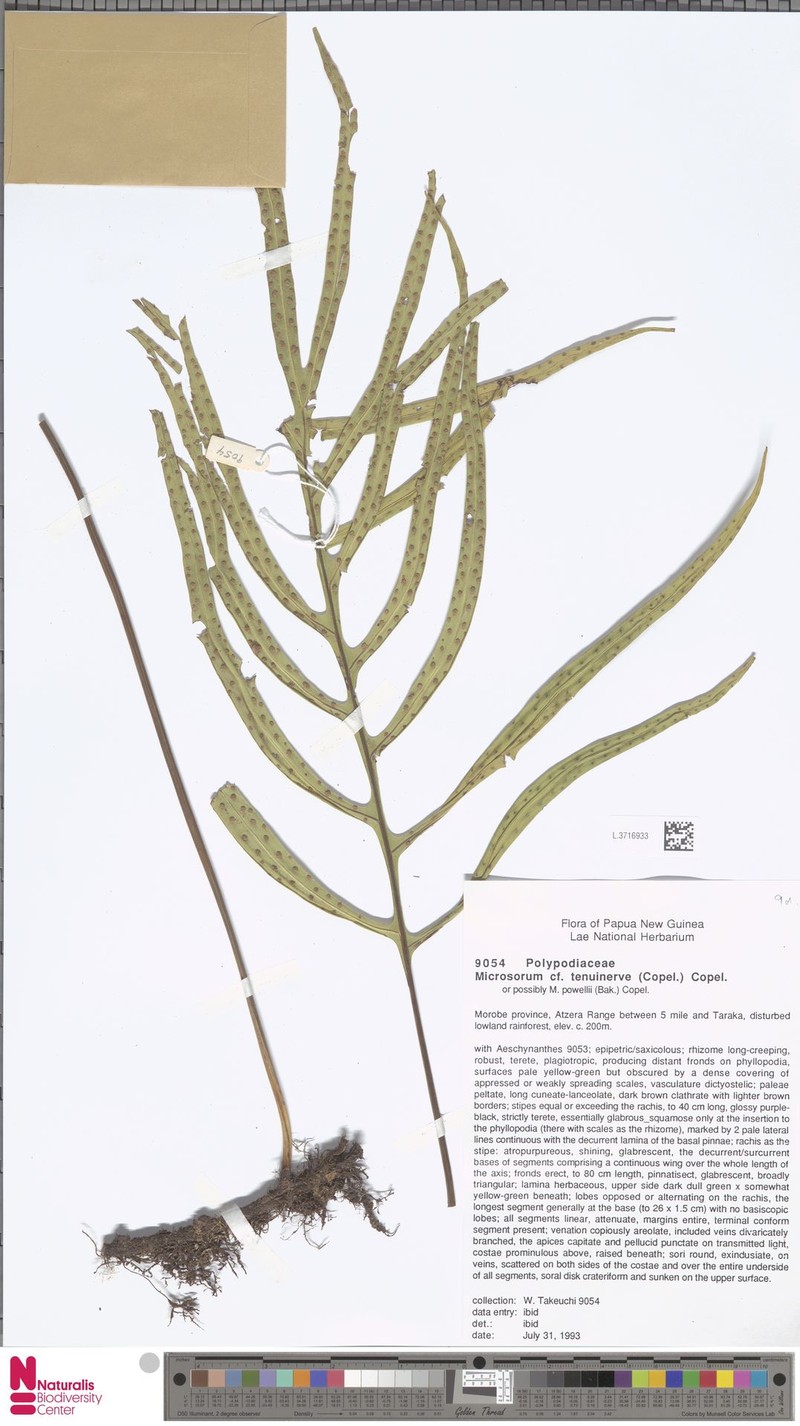 Microsorum sibomense photo 4
