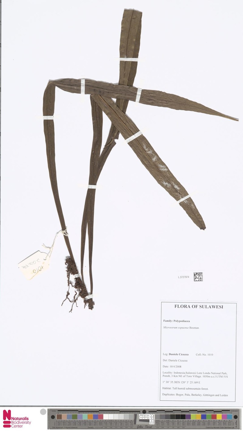 Microsorum sopuense