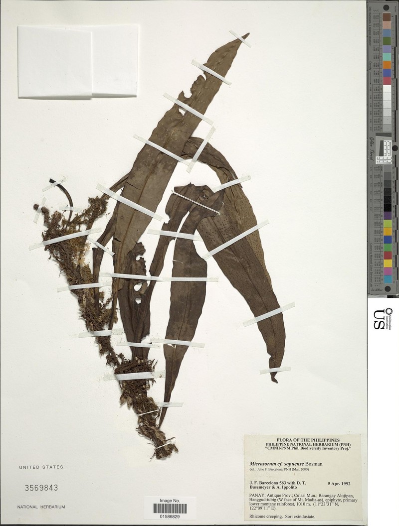 Microsorum sopuense photo 3
