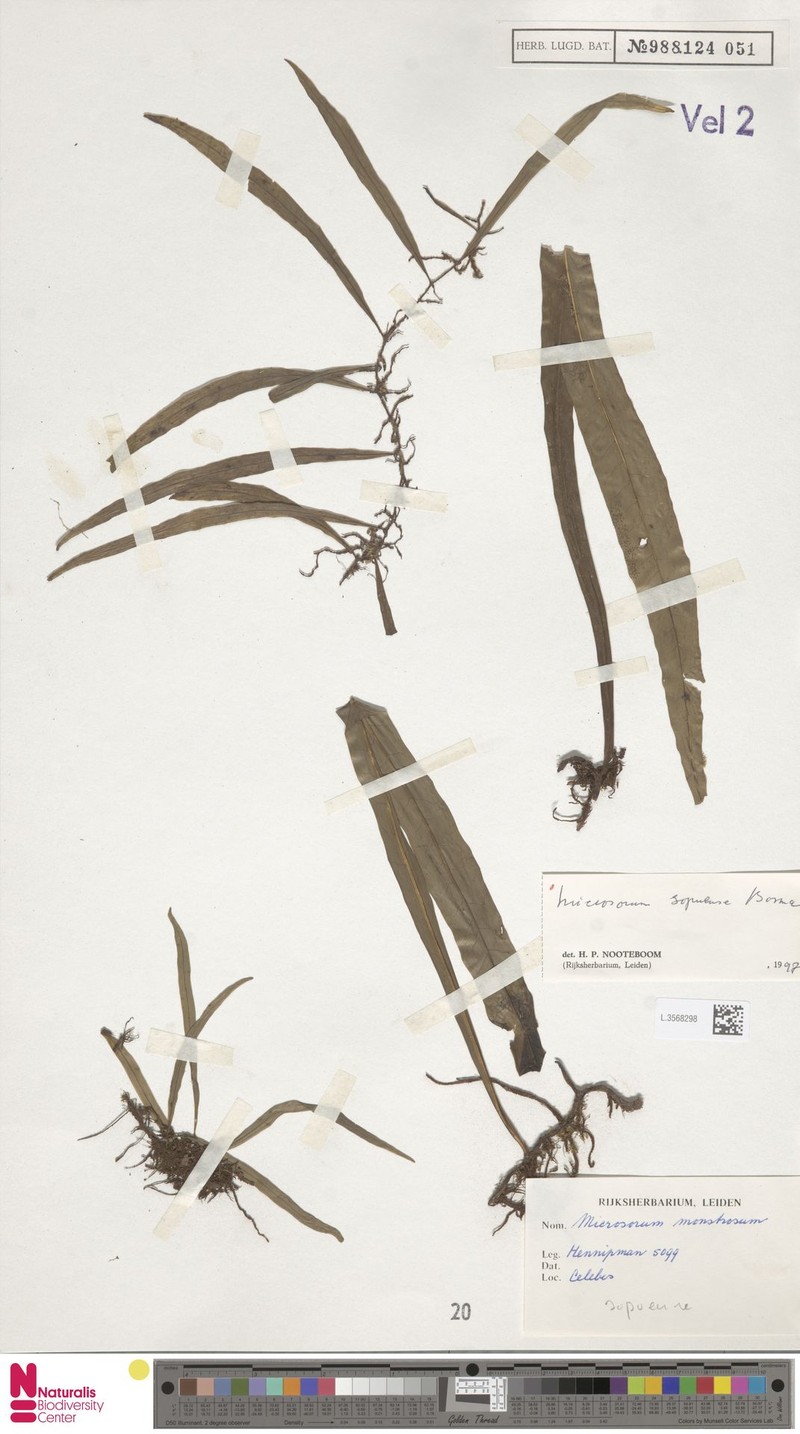Microsorum sopuense photo 4