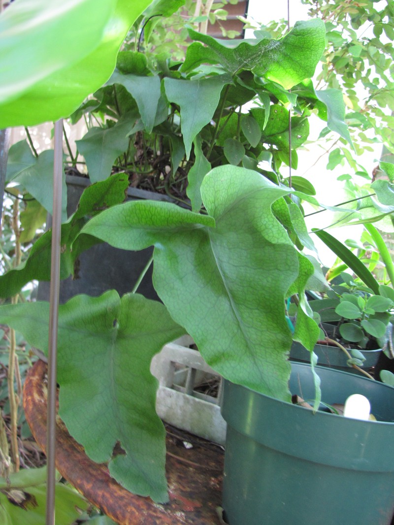 Triploid Fern