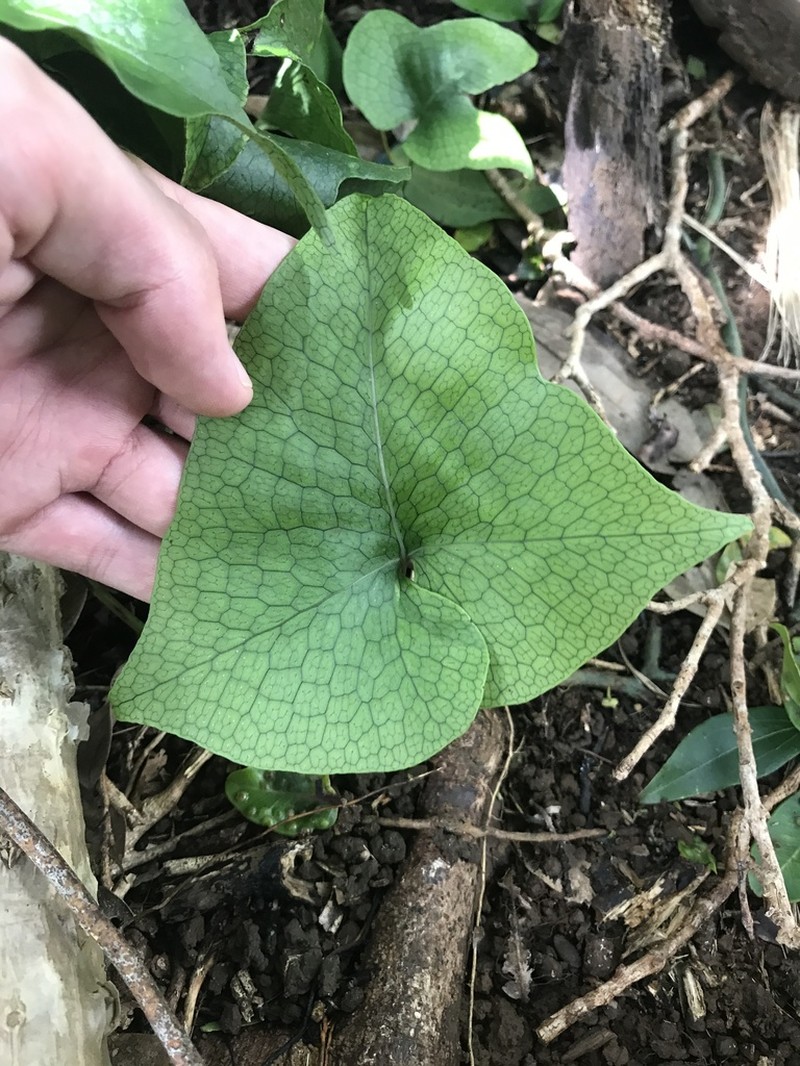 Triploid Fern