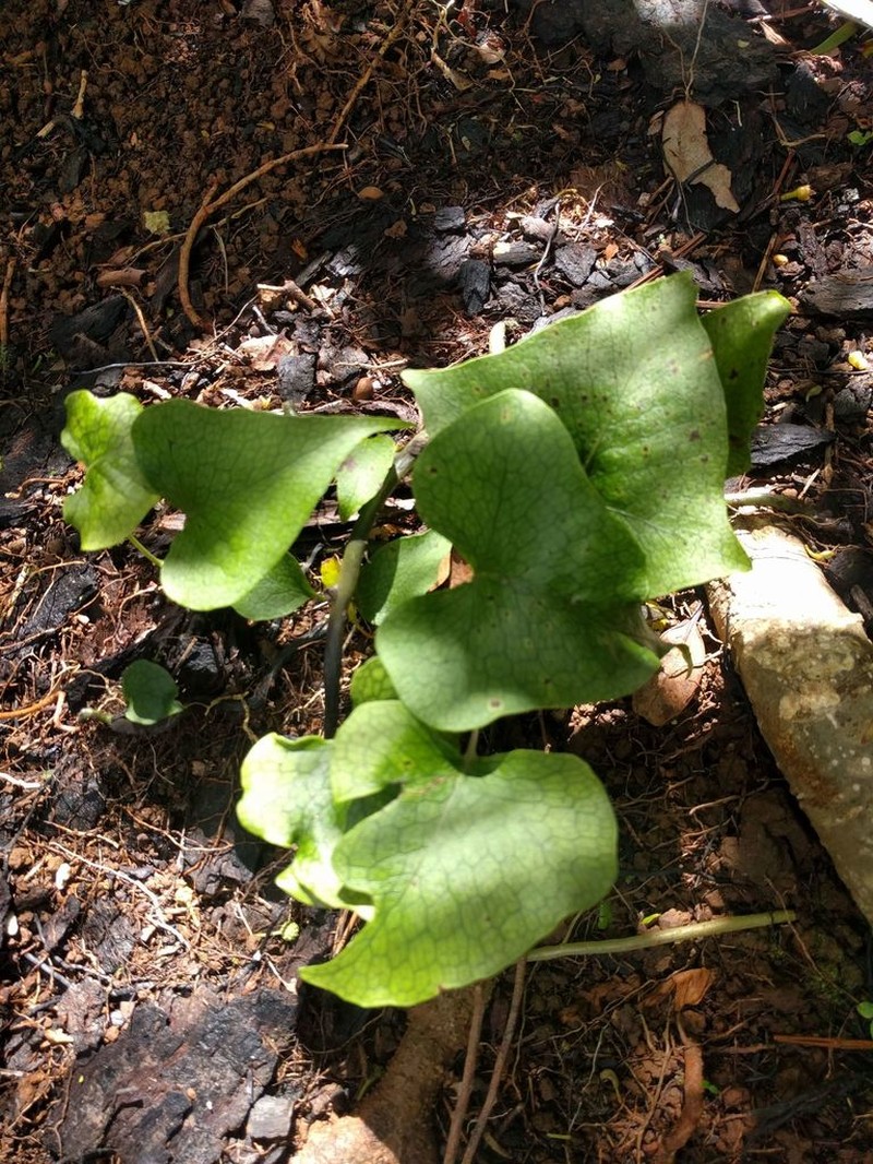 Triploid Fern photo 2