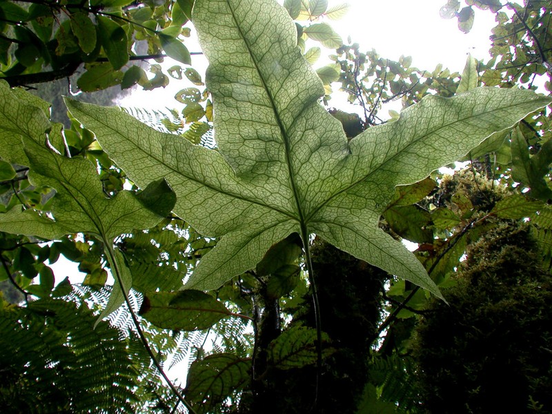 Triploid Fern photo 4