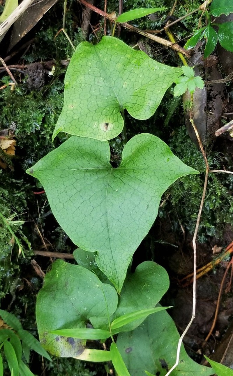 Triploid Fern photo 5