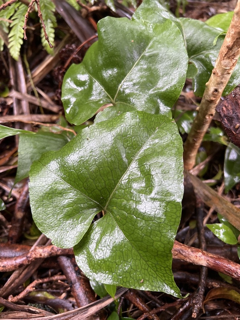 Triploid Fern photo 6