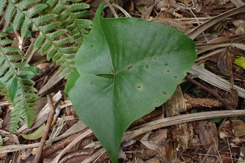 Triploid Fern photo 7