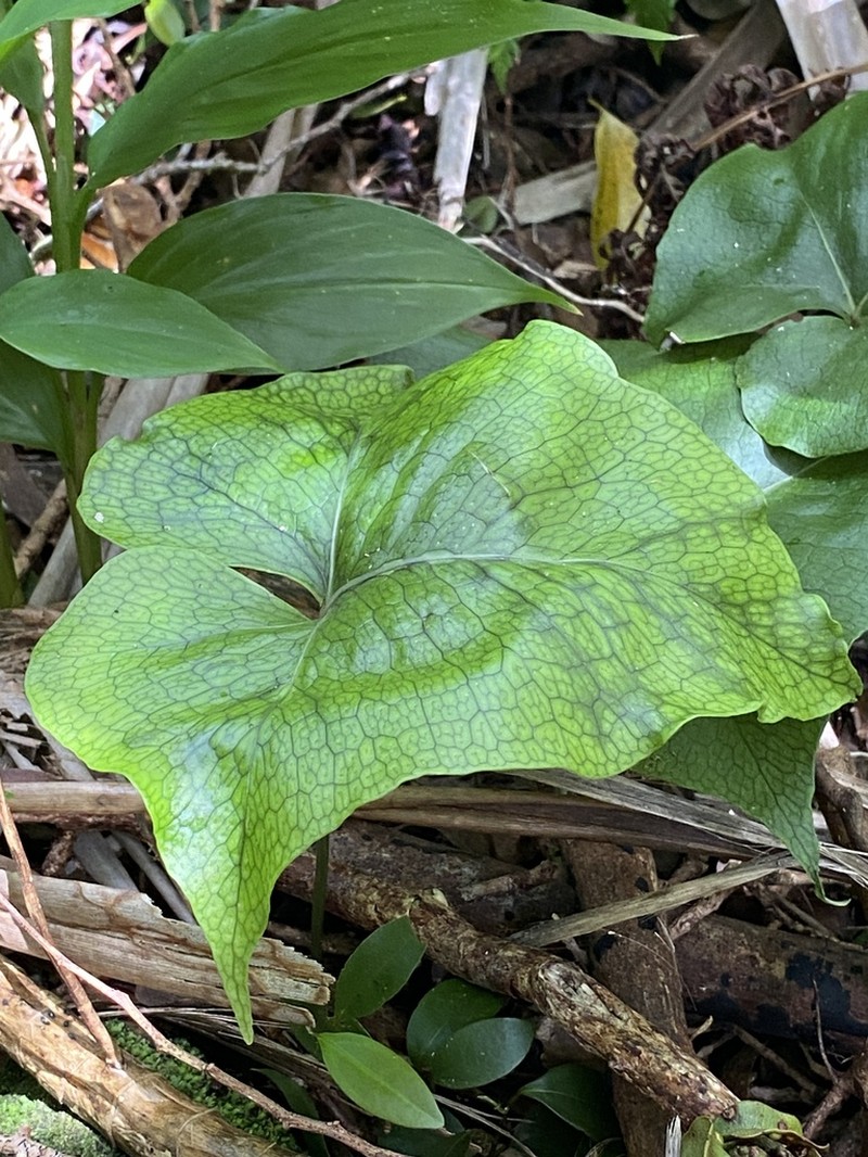 Triploid Fern photo 8