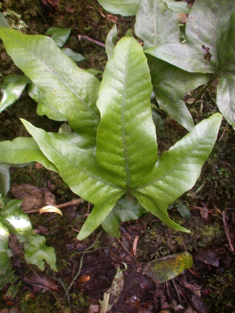 Microsorum spectrum var. pentadactylum photo 3