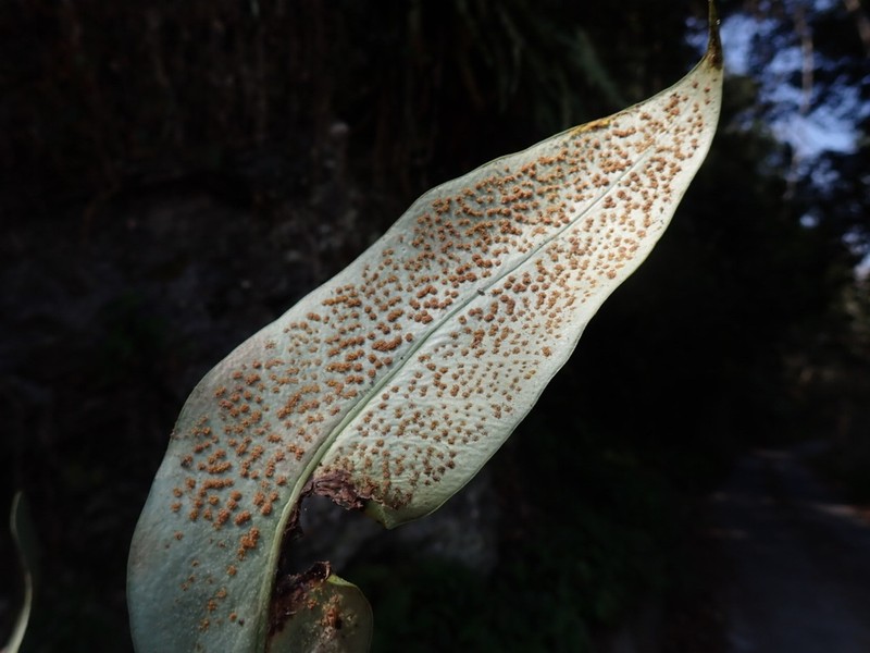Microsorum steerei