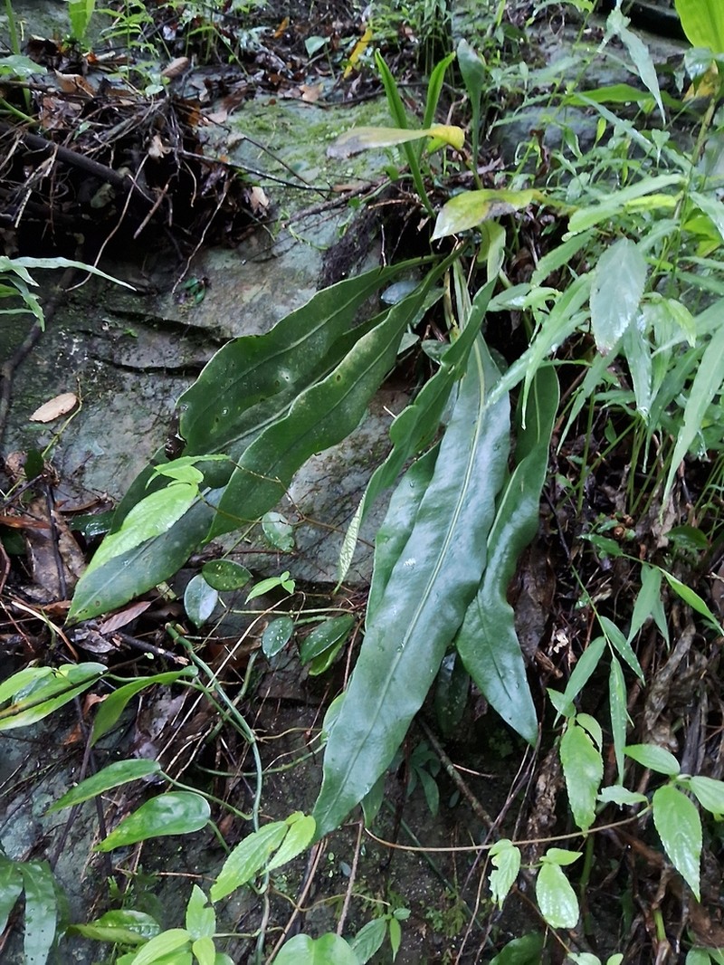 Microsorum steerei photo 3