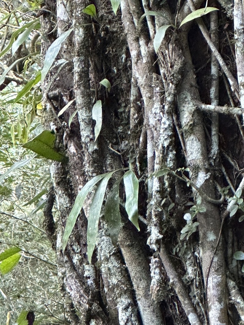 Microsorum steerei photo 4
