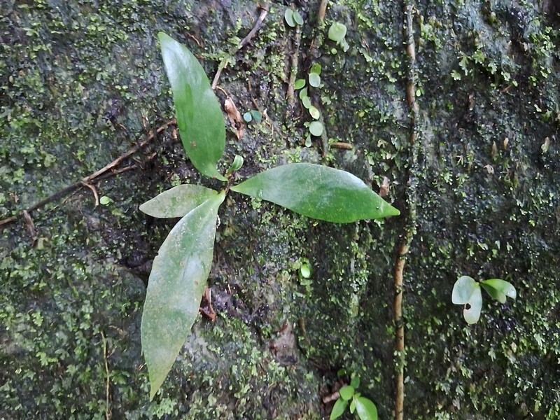 Microsorum steerei photo 5