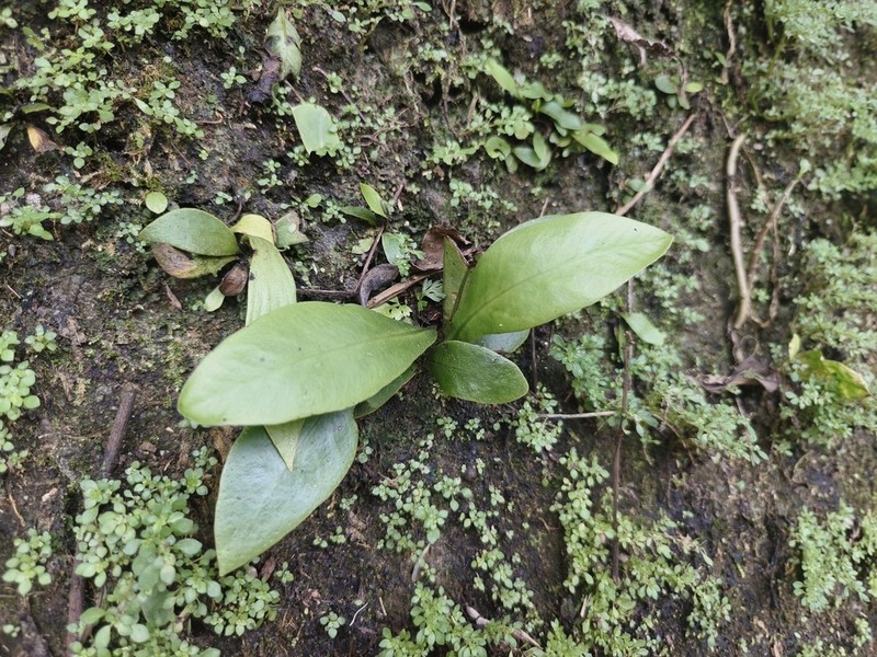 Microsorum steerei photo 6
