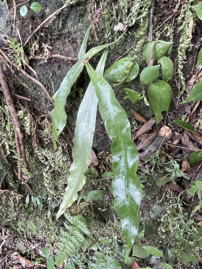 Microsorum steerei photo 7