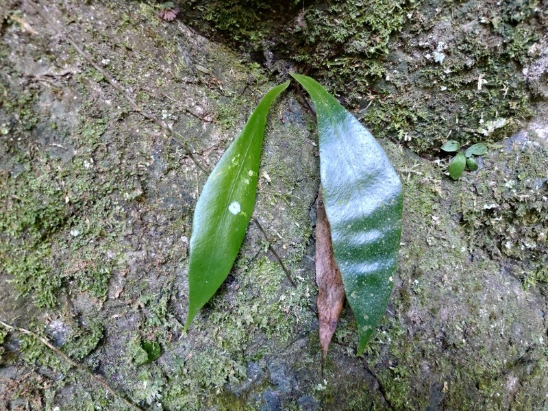 Microsorum steerei photo 8