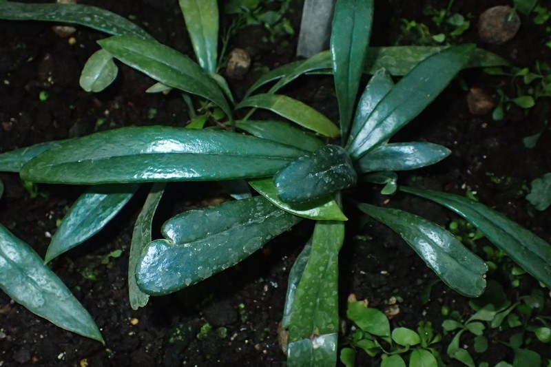 Microsorum thailandicum