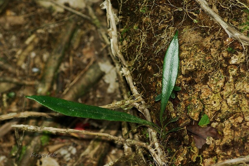 Microsorum thailandicum photo 2