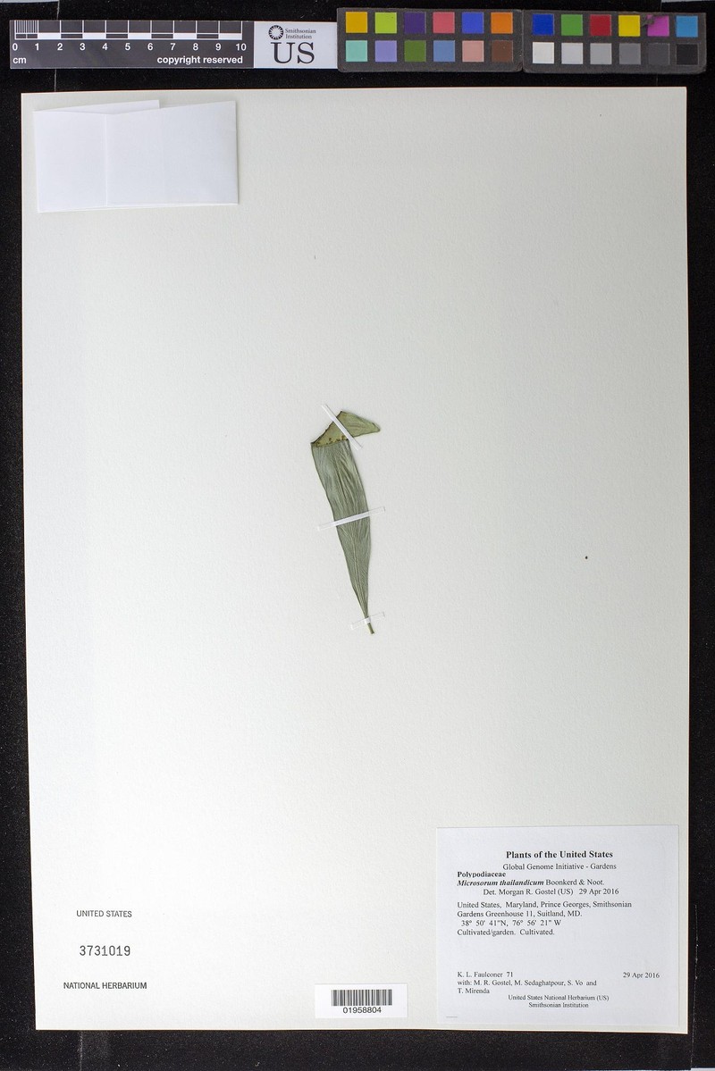 Microsorum thailandicum photo 3