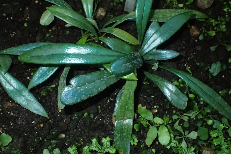 Microsorum thailandicum photo 4
