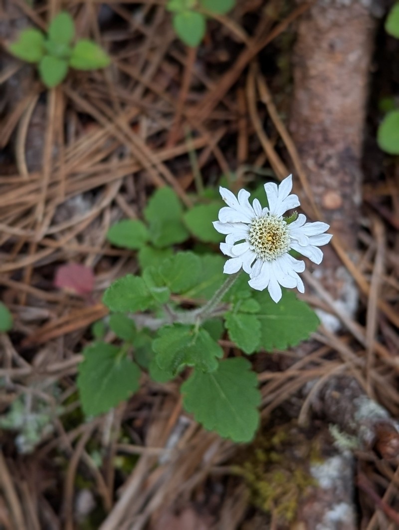 Microspermum debile