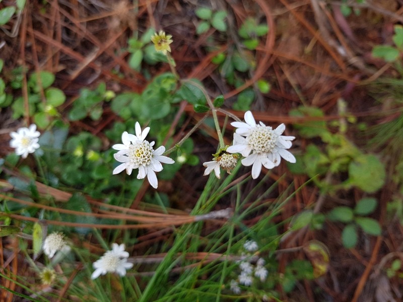 Microspermum debile photo 2