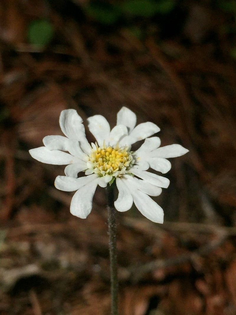 Microspermum debile photo 3