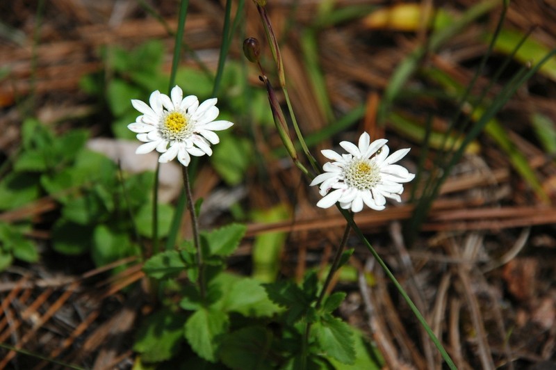 Microspermum debile photo 4