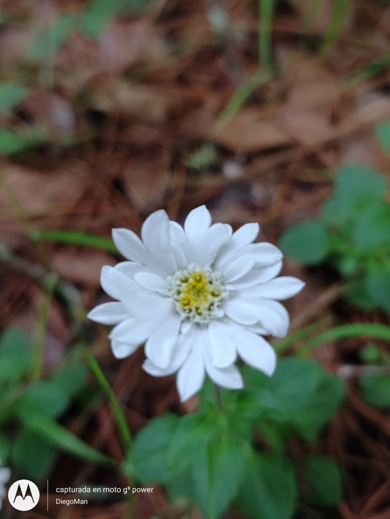 Microspermum debile photo 5