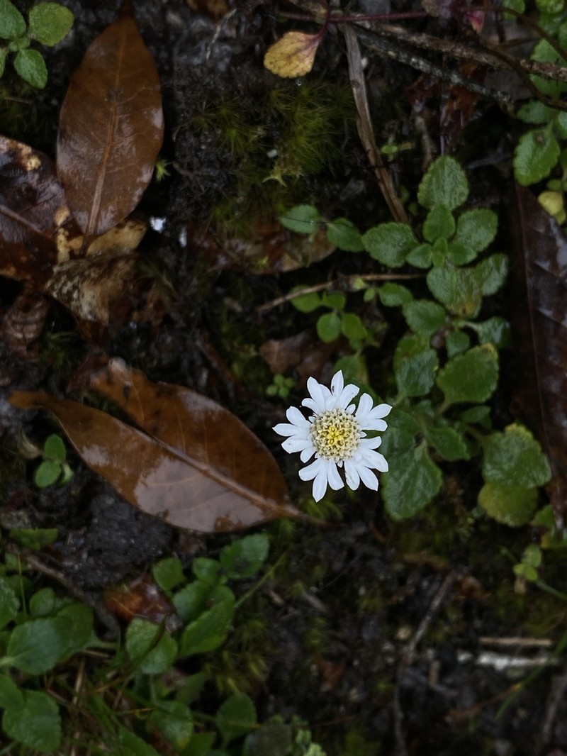Microspermum debile photo 6