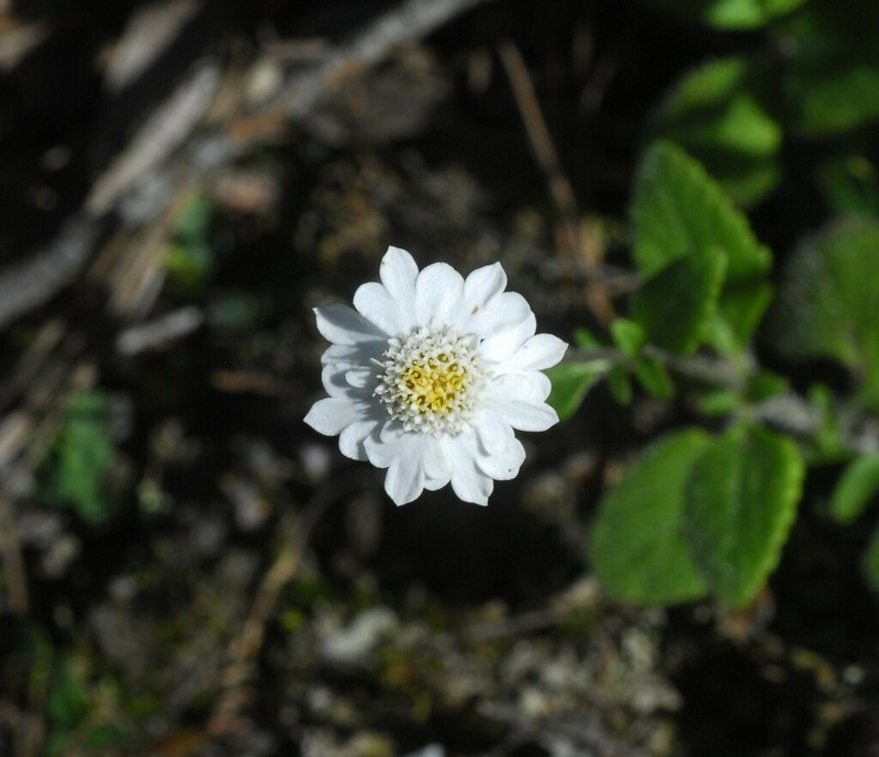 Microspermum debile photo 7