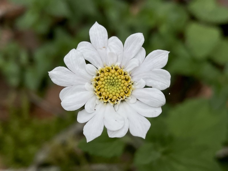 Microspermum debile photo 8