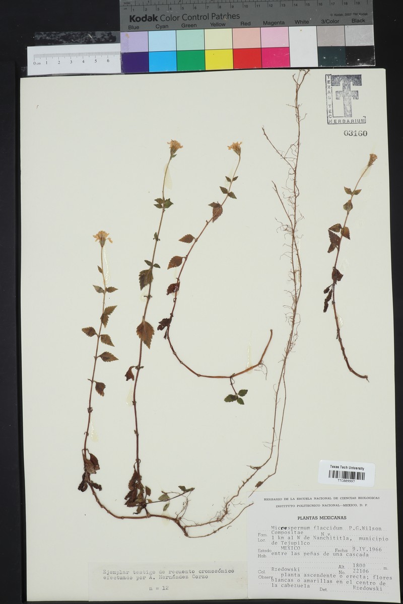 Microspermum flaccidum