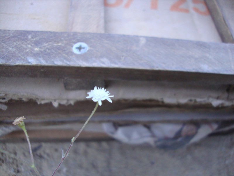 Microspermum gonzalezii